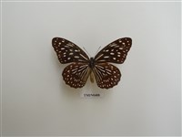 藏品(小紋青斑蝶)的圖片